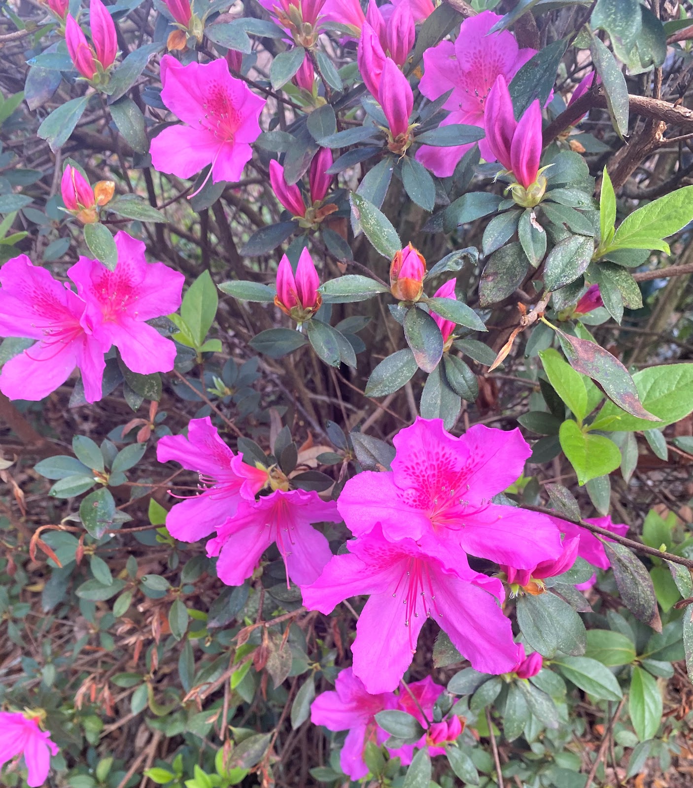 Tanglewood Gardens RV and Mobile Home Park