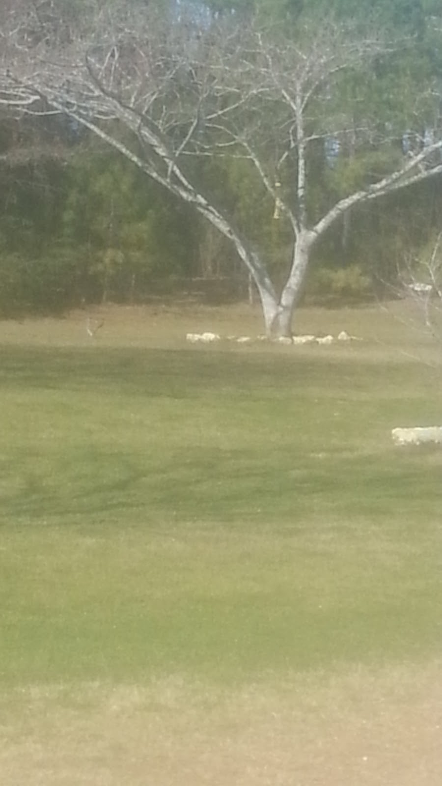 Forest Country RV Park