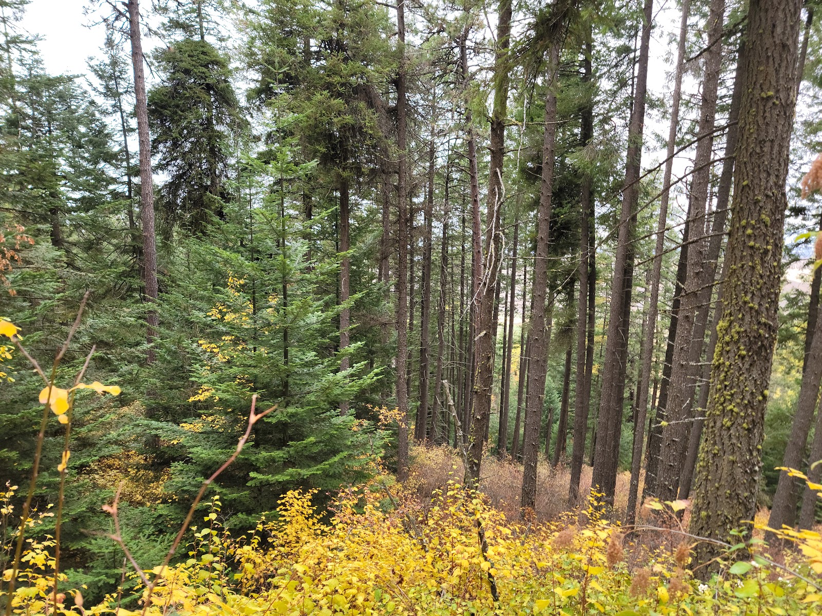 Kamiak Butte County Park