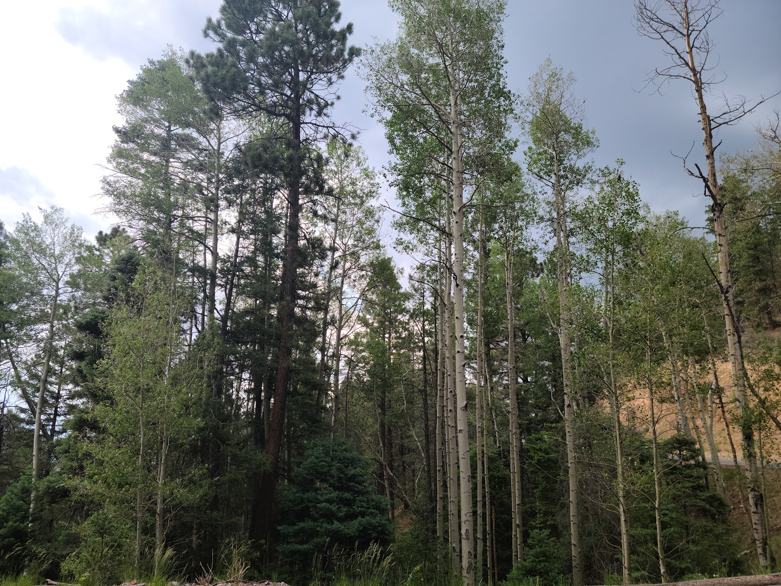Aspen Basin Campground