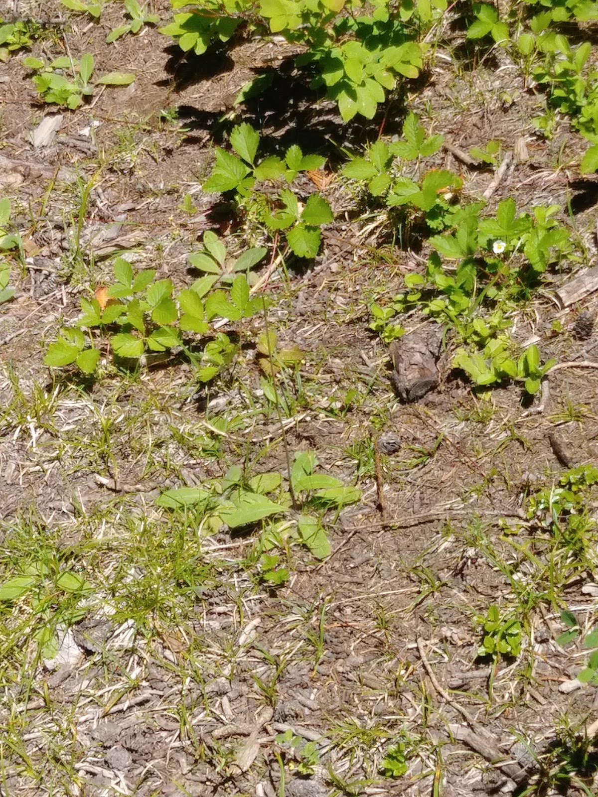 Big Springs Campground