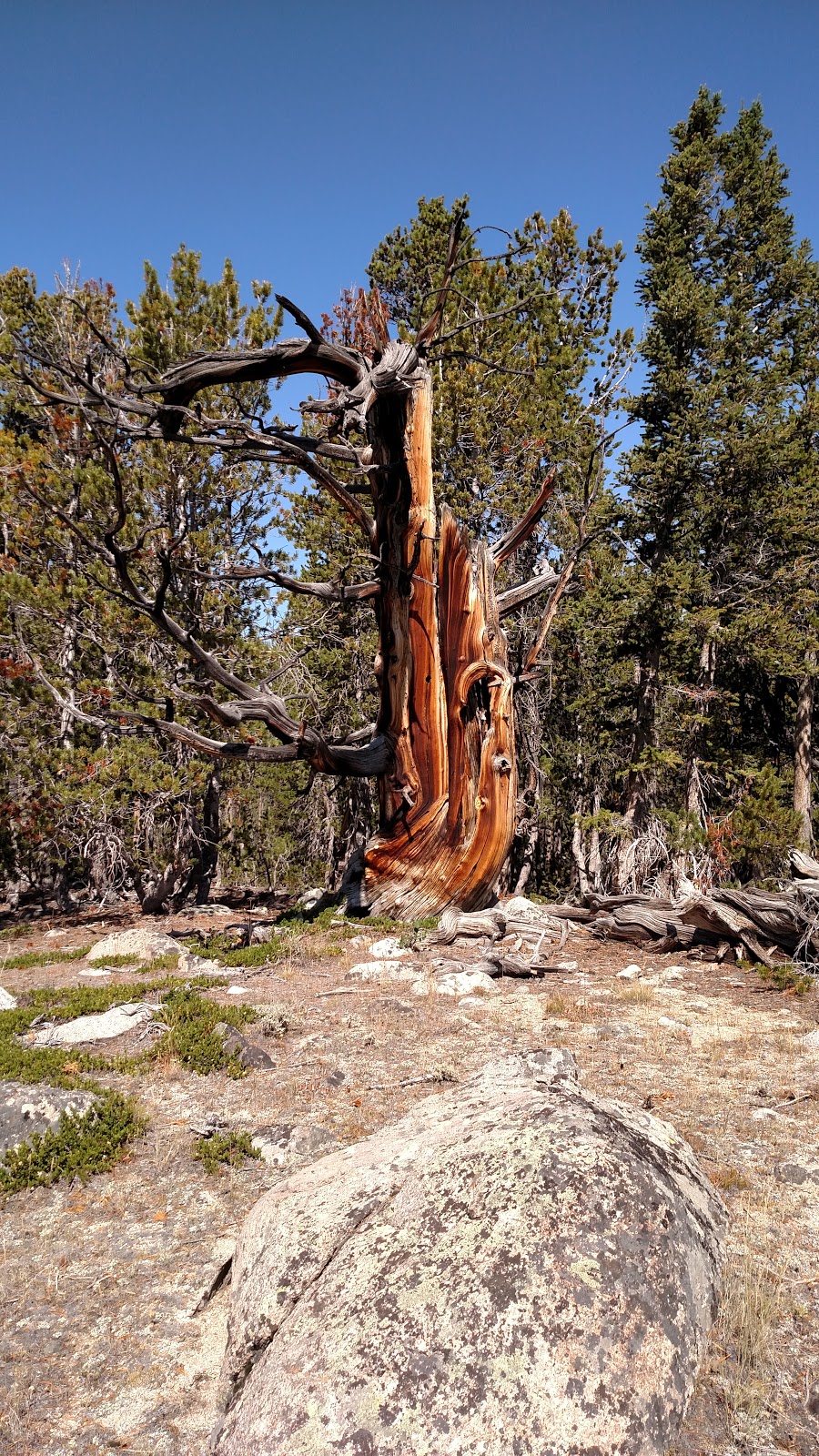 Dickinson Creek Campground