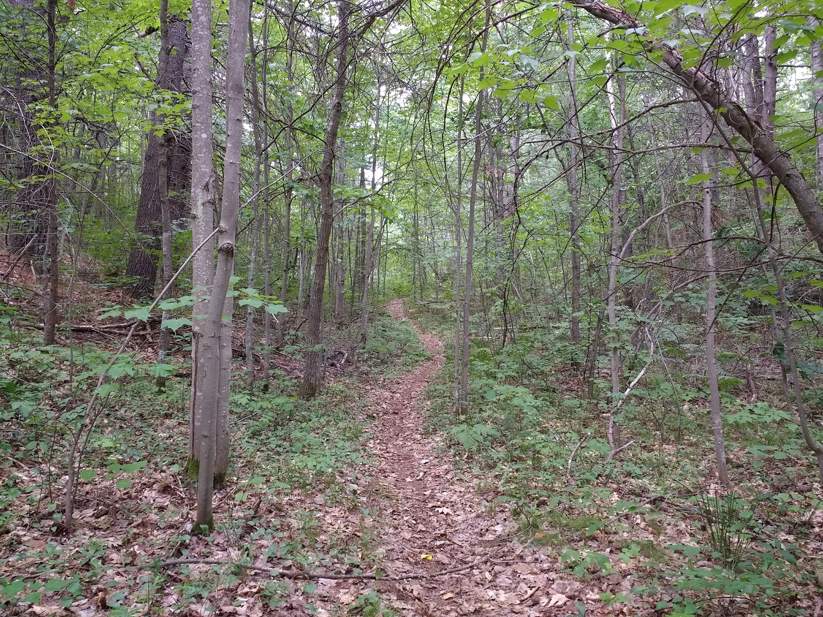 Big Bear Lake SF Campground
