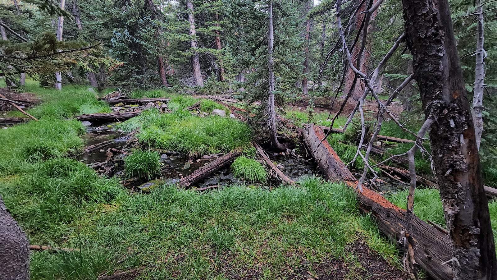 Wheeler Peak Campground