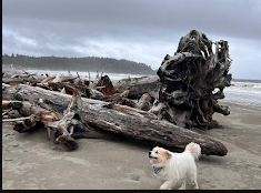 Quileute Oceanside Resort