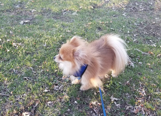 Cutty's Des Moines Camping Club