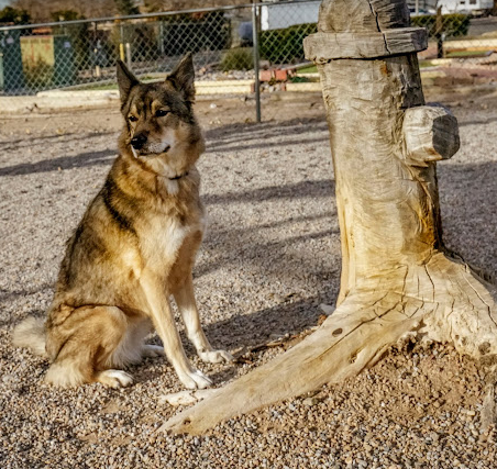 Albuquerque Central KOA