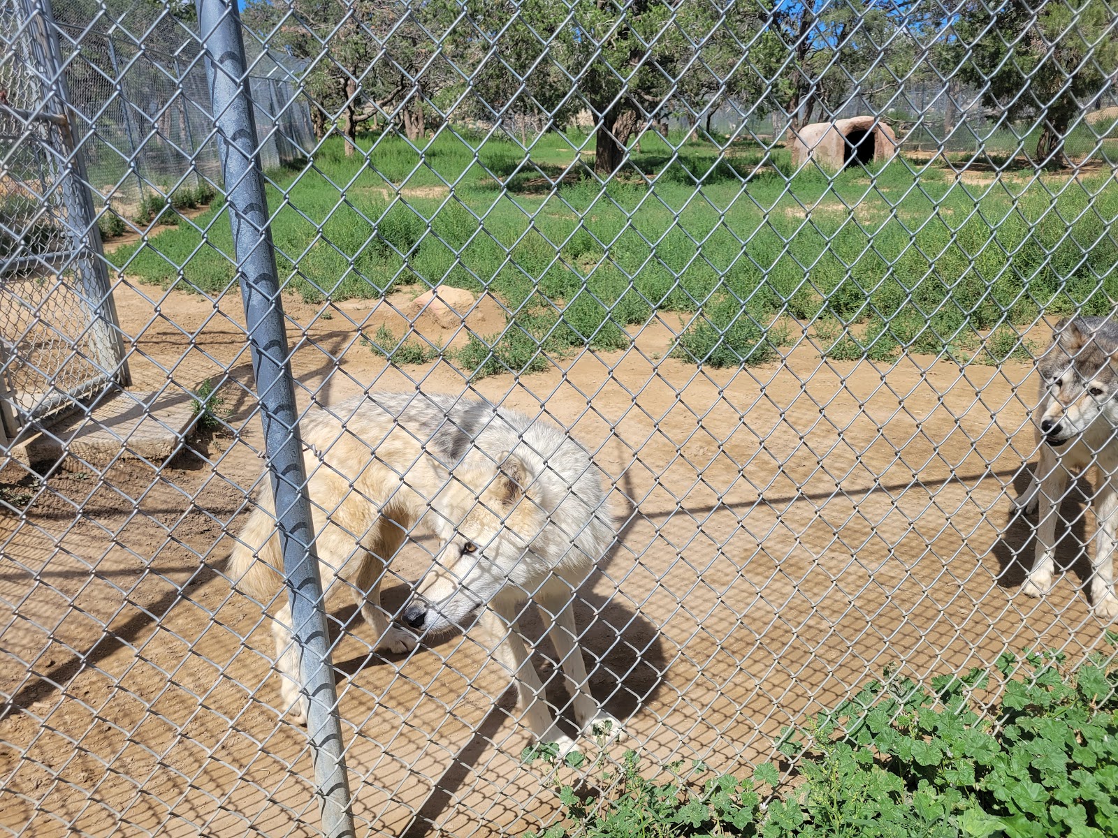 Wild Spirit Wolf Sanctuary