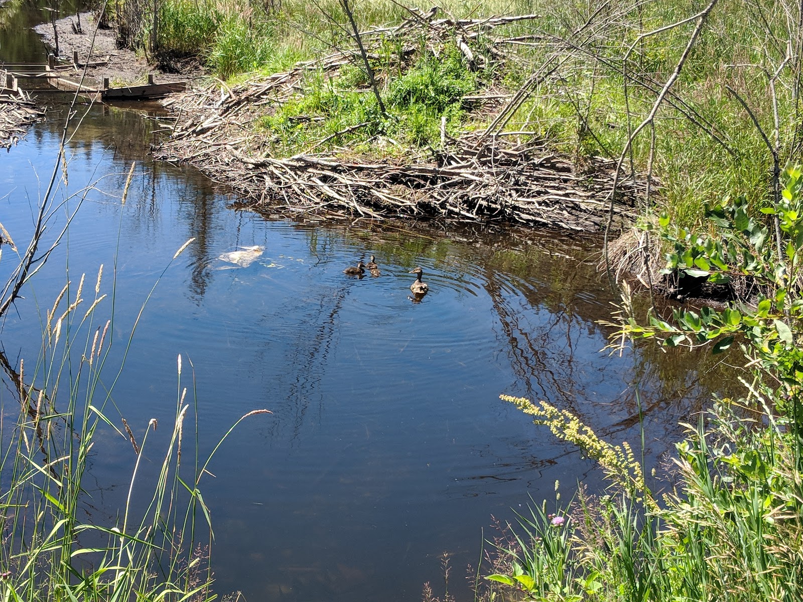 Bonaparte Lake Campground