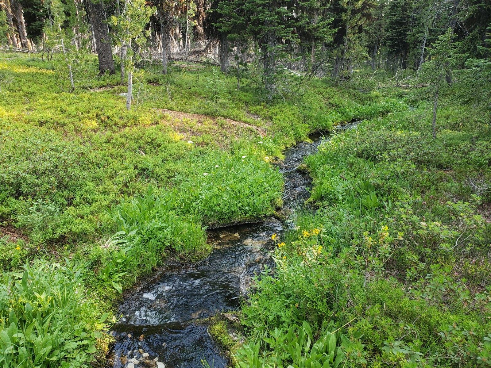 Observation Point Campground