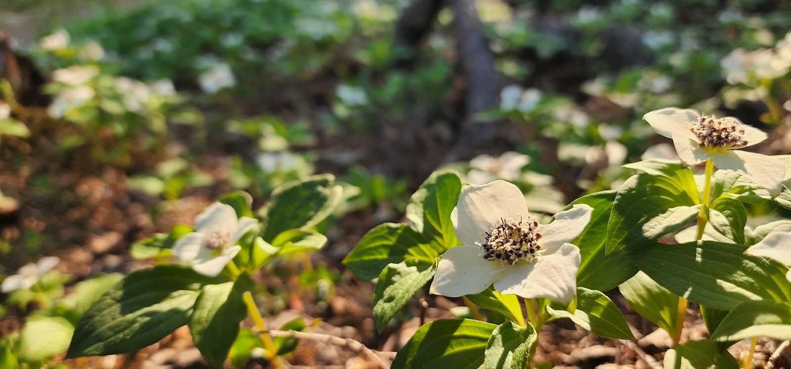 Ptarmigan NF Campground