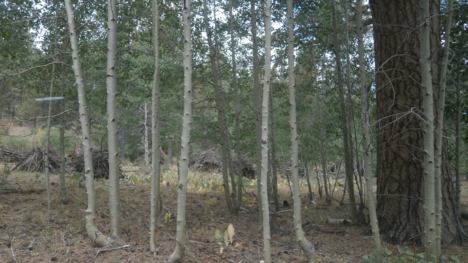 Willow Creek Campground