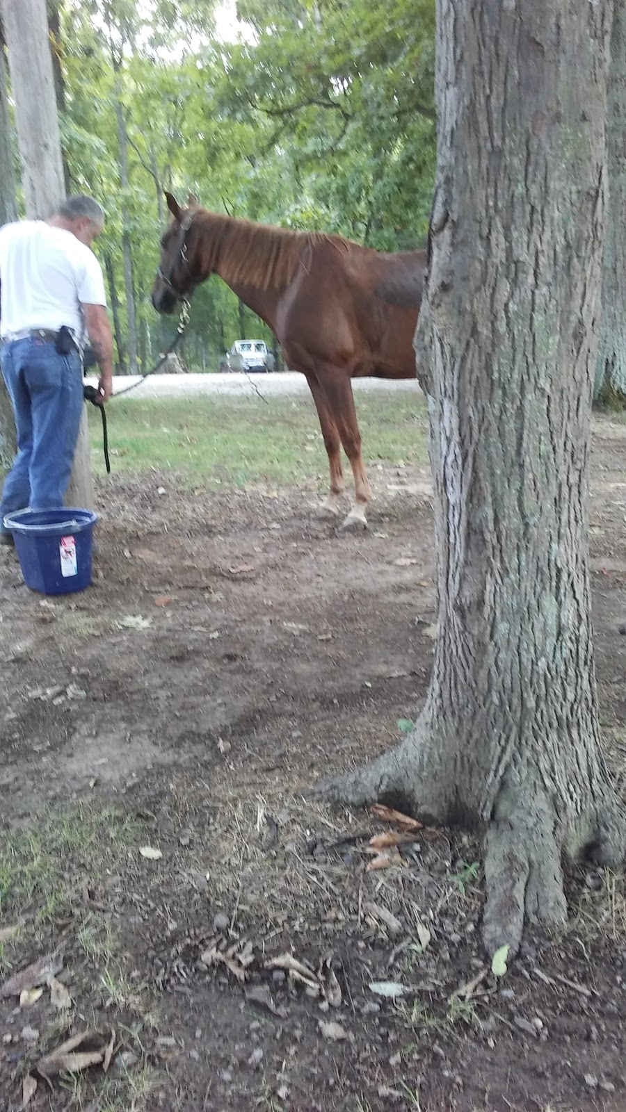 Youngs Creek Horse Camp
