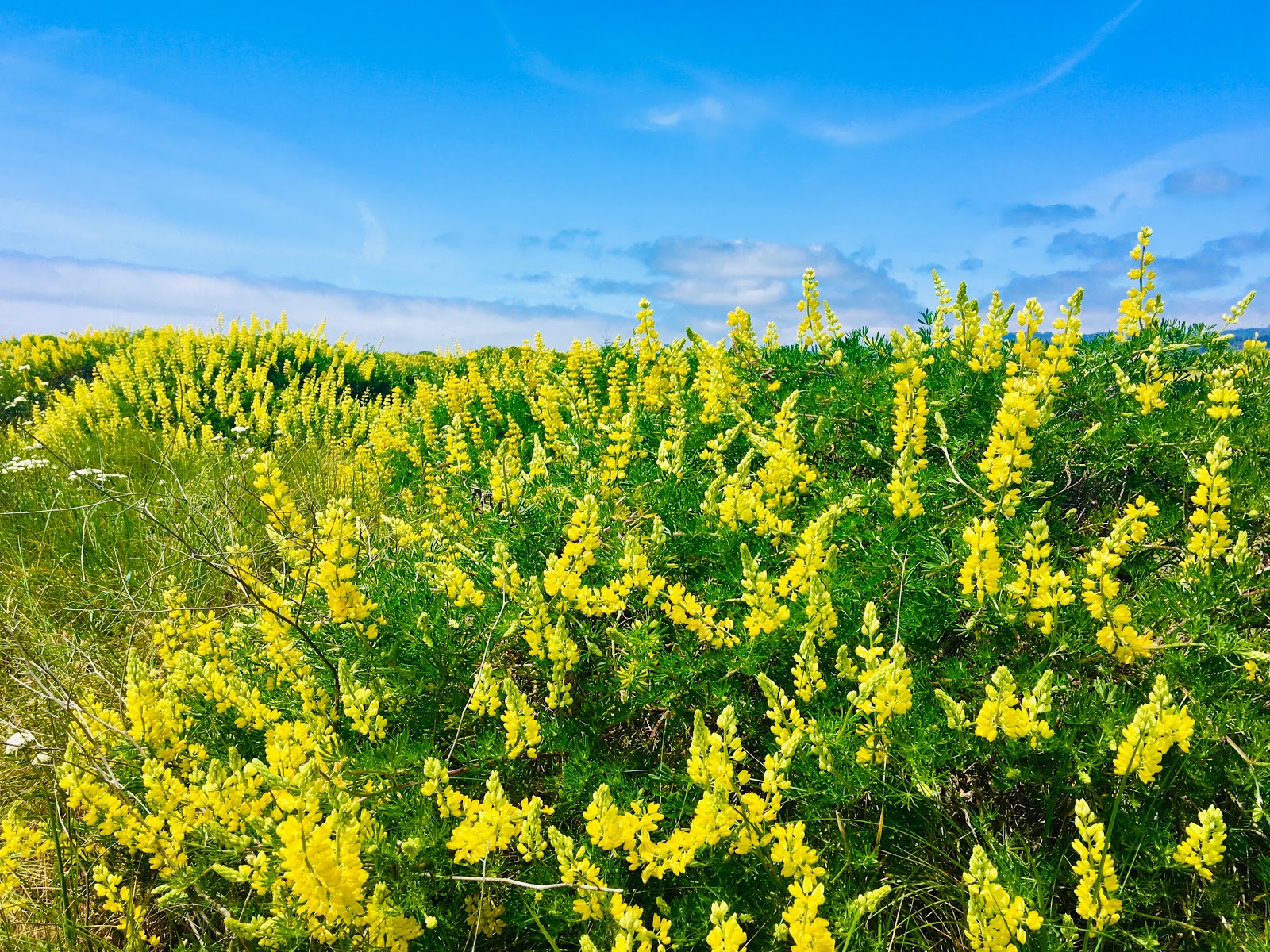 Clam Beach County Park