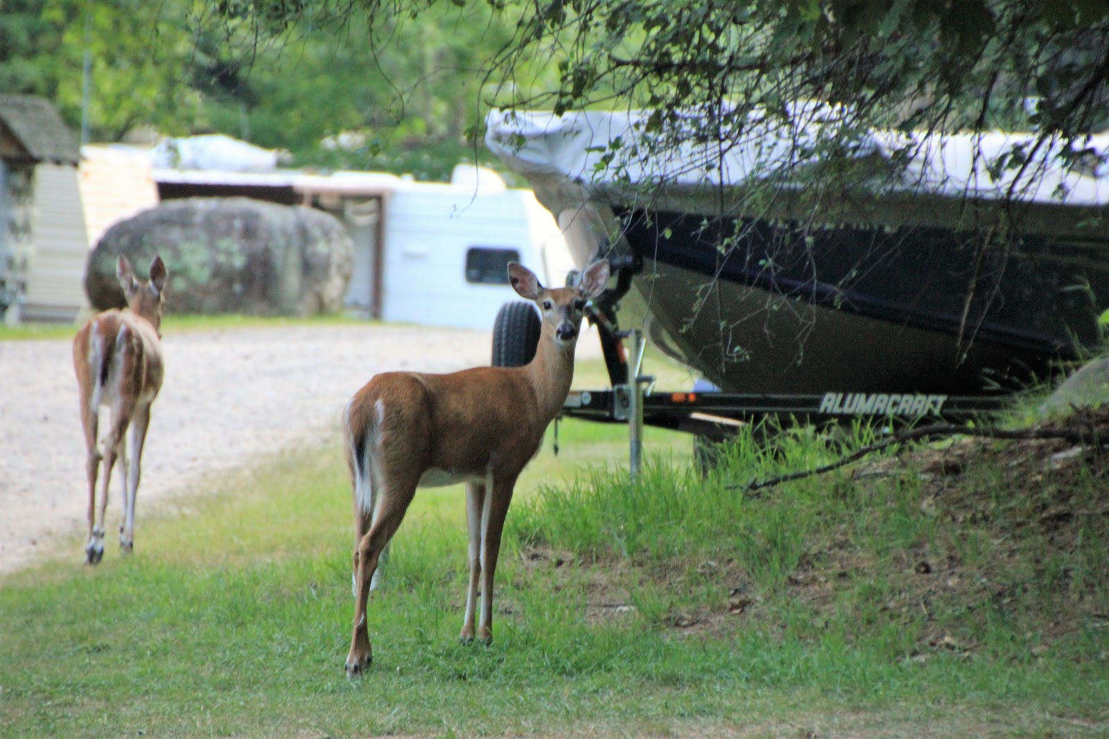 Maple View Resort and Campground