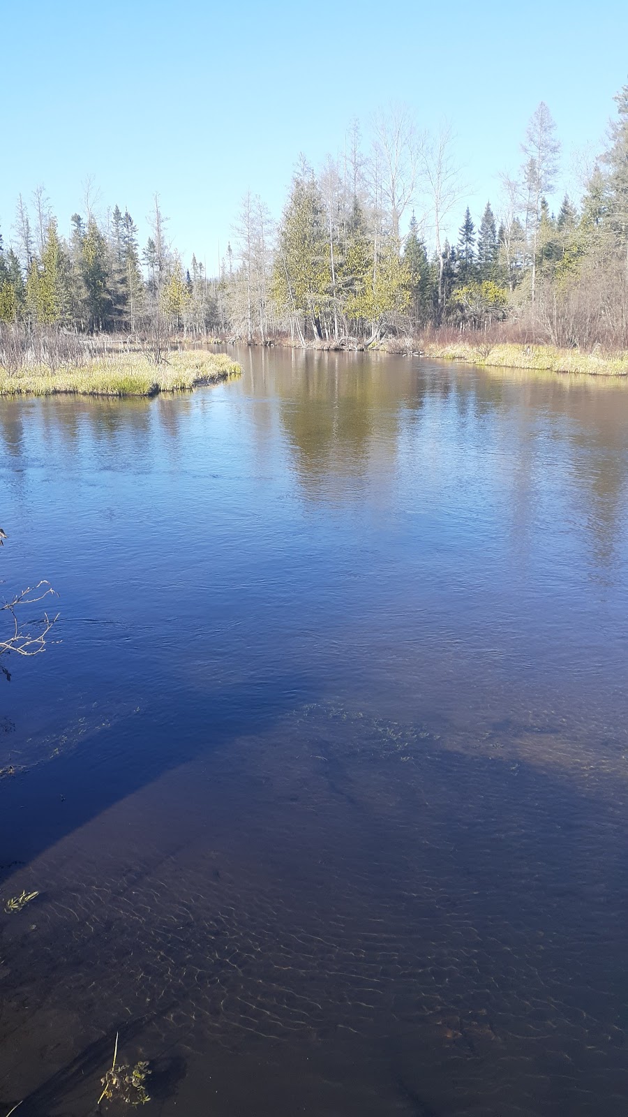 Upper Manistee River SF Campground