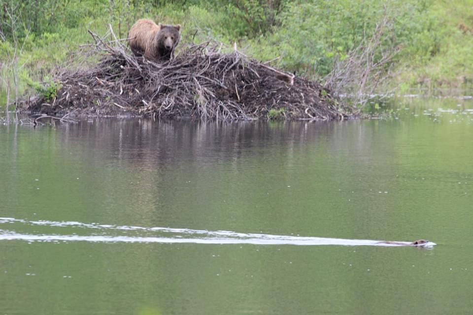 Denali National Park Reservations