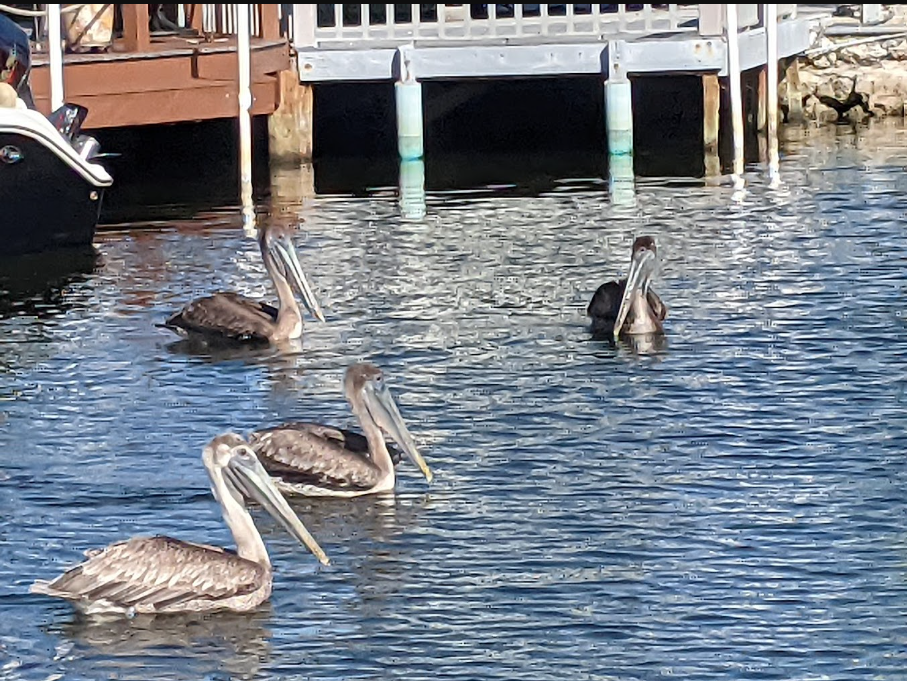 Chokoloskee Island Park