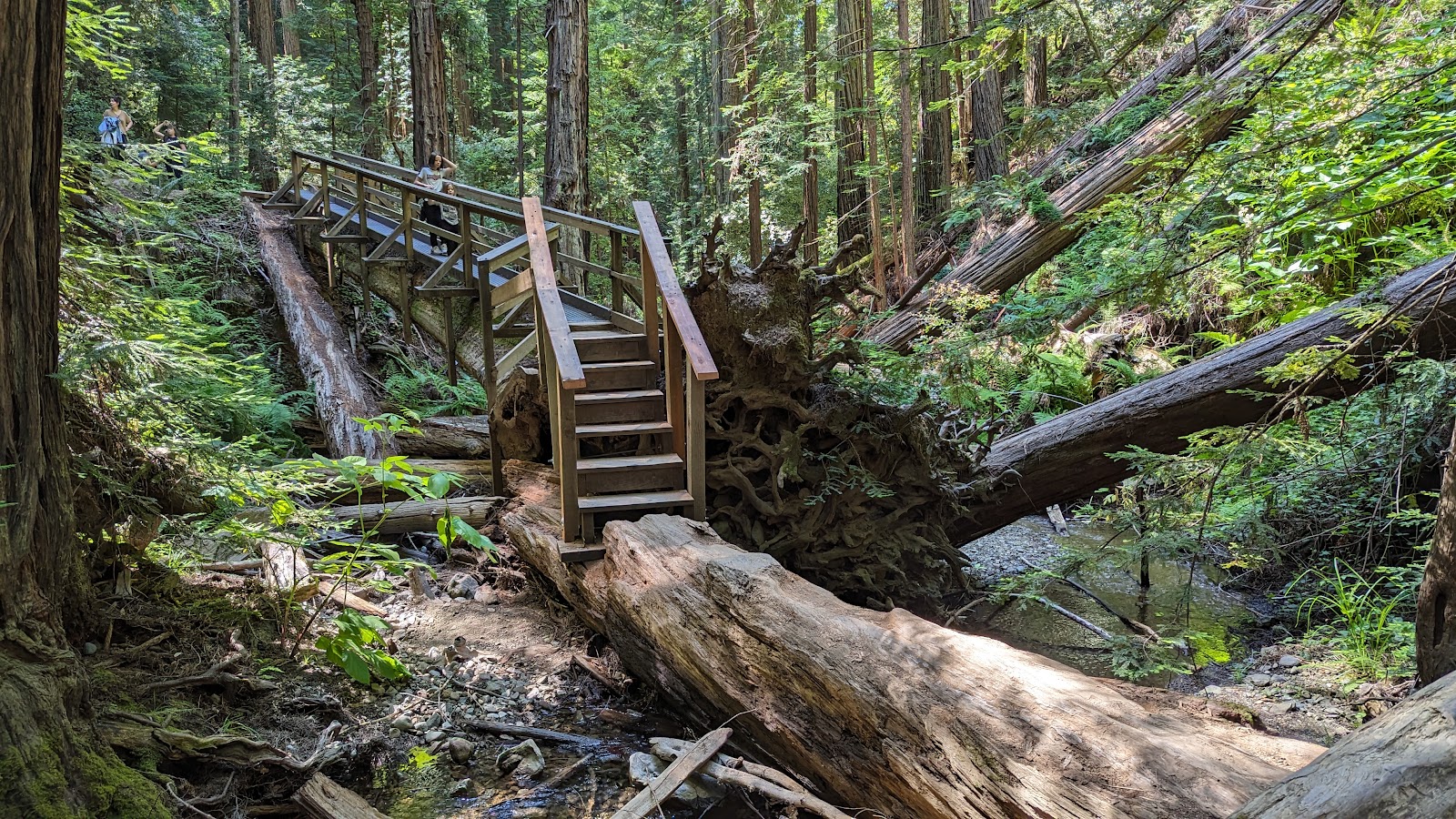 Mount Tamalpais State Park