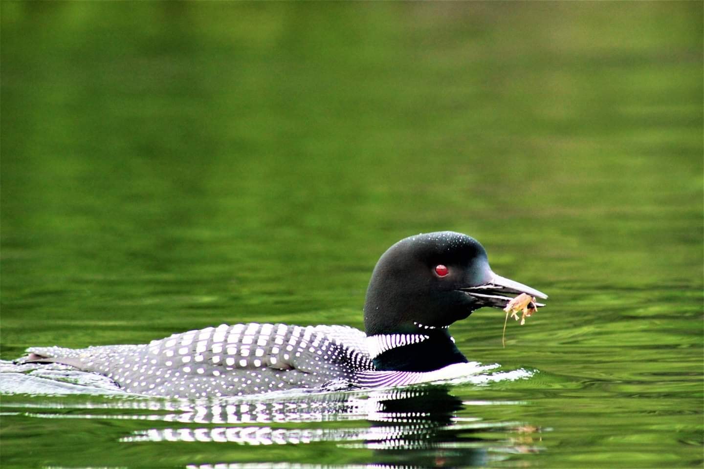 Loon's Haven Family Campground