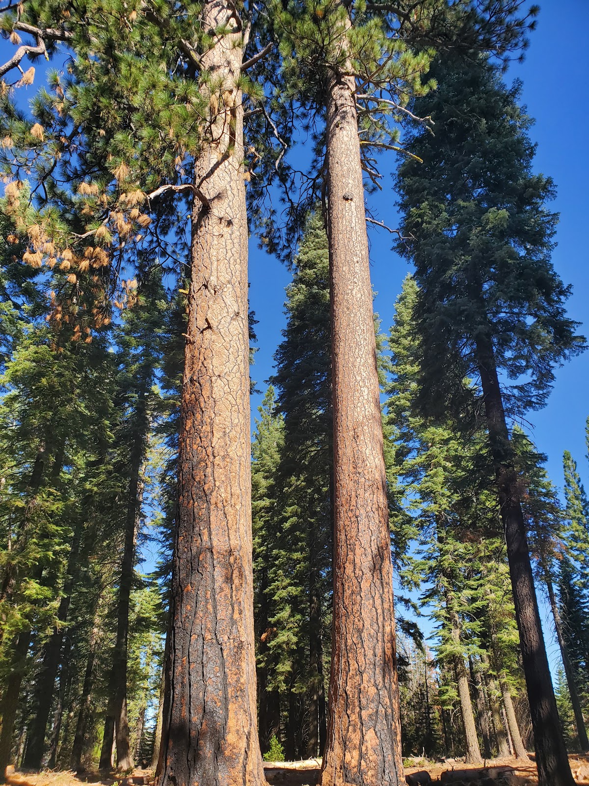 South Fork Group Campground