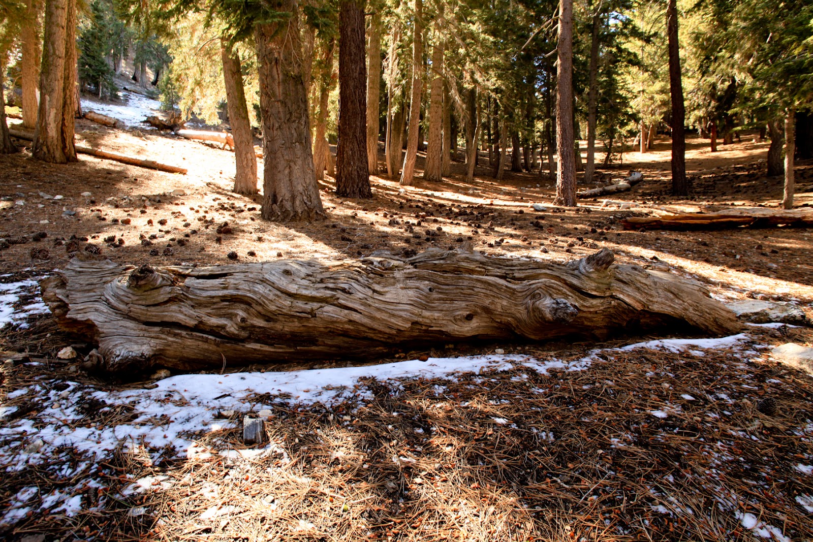 Little Jimmy Trail Campground