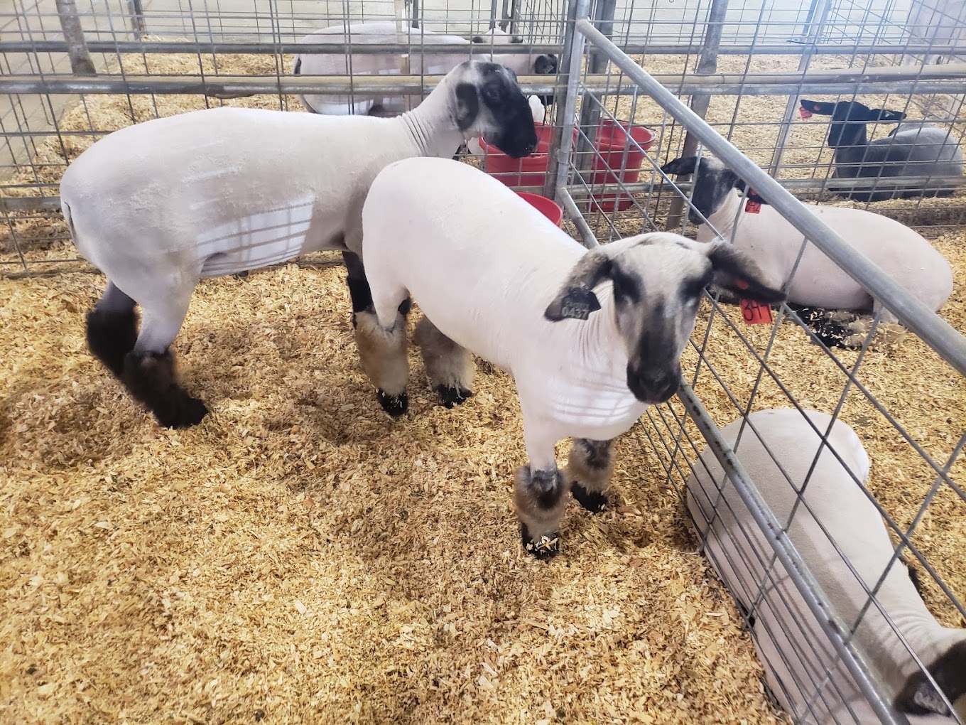 Riverside County Fairground