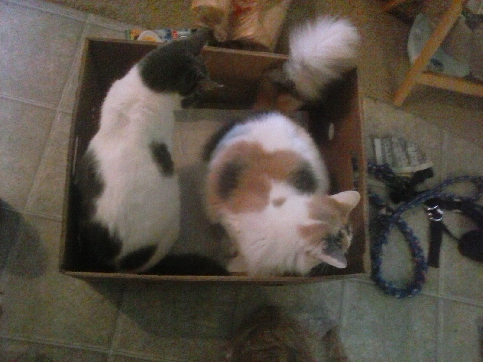 Holly View Farm Campground