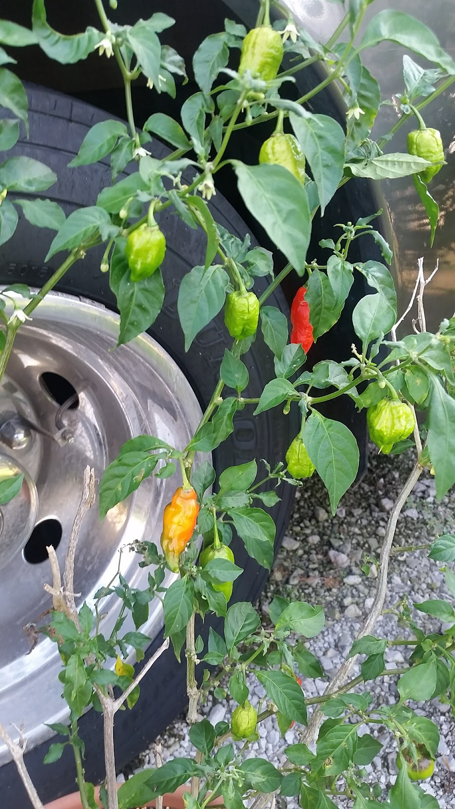 LaPlace Trailer & RV Park LLC