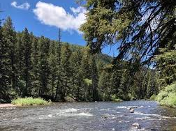 Aspen Glade (Rio Grande National Forest, CO)