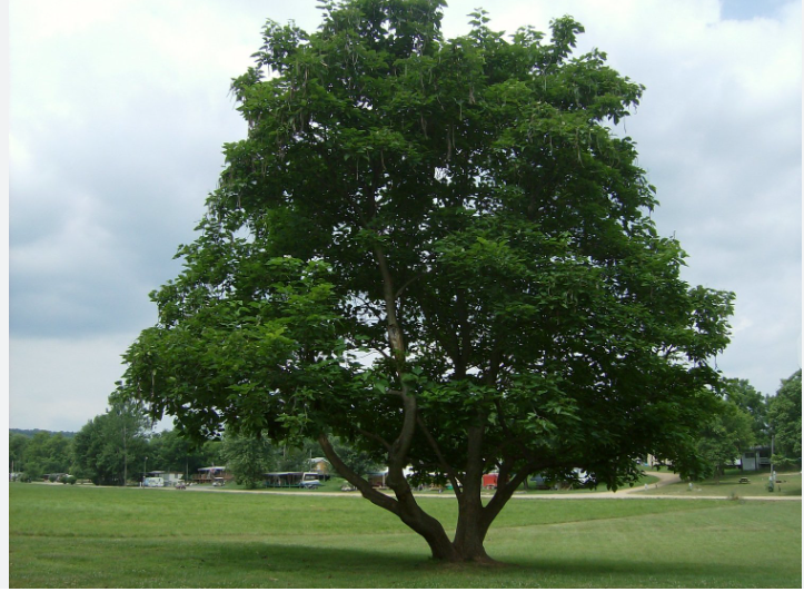 Milleson's Walnut Grove