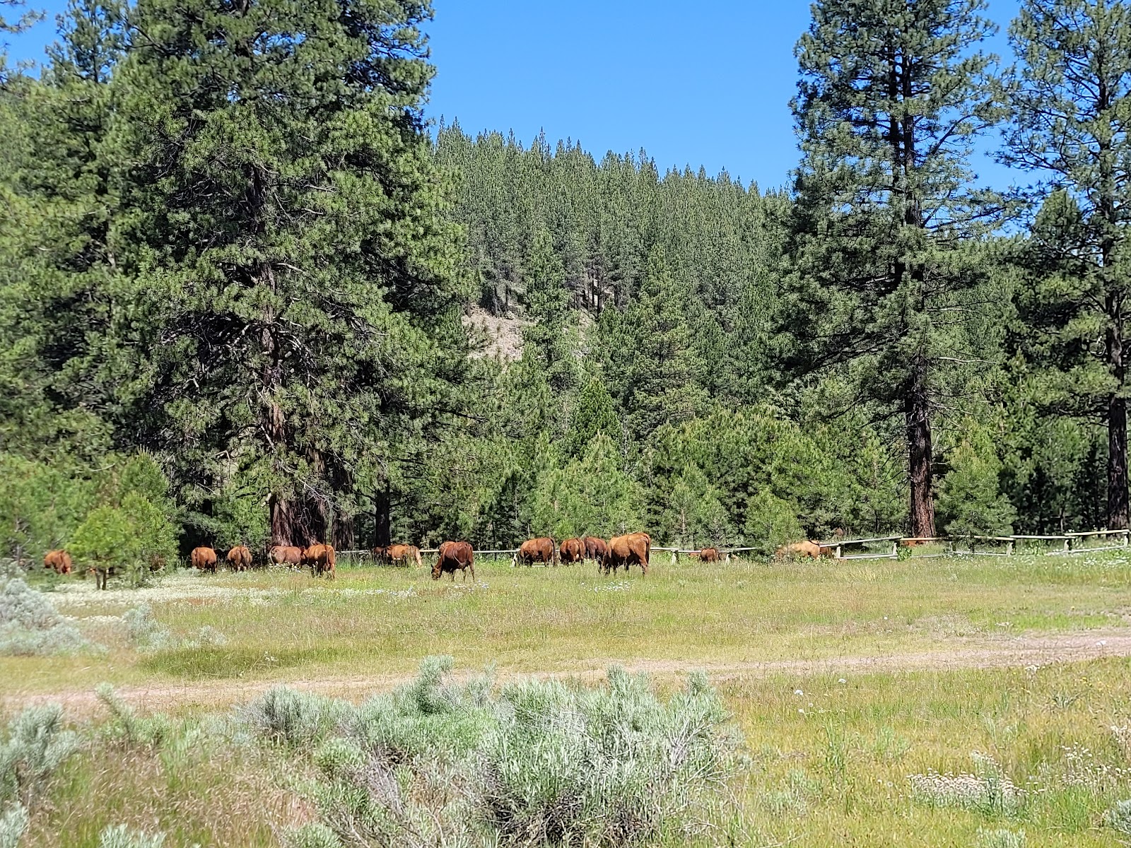 Lassen Creek Campground
