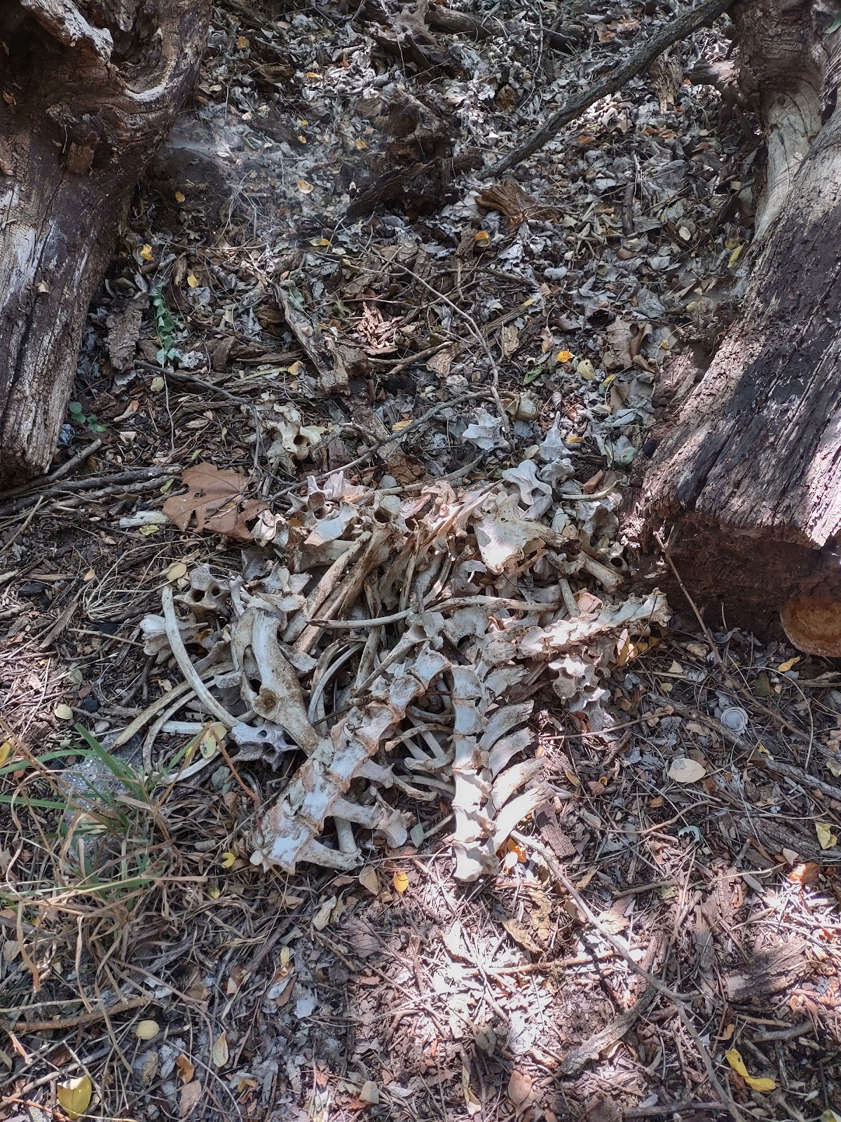 Spring Creek Campground