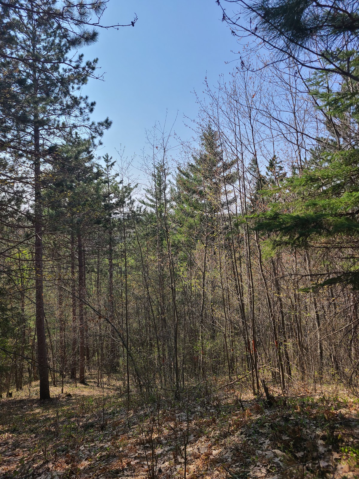 Brule River State Forest