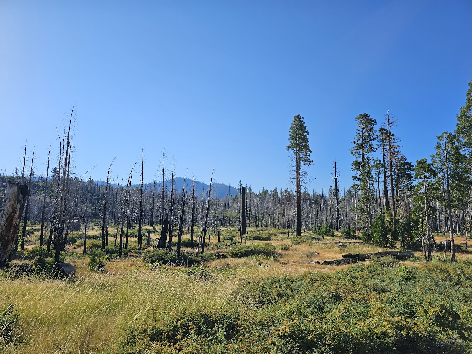 Big Meadows Campground