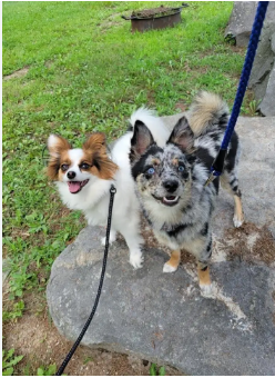 Drummer Boy Camping Resort