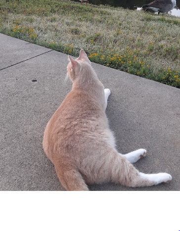 Carol Ann Cross Park