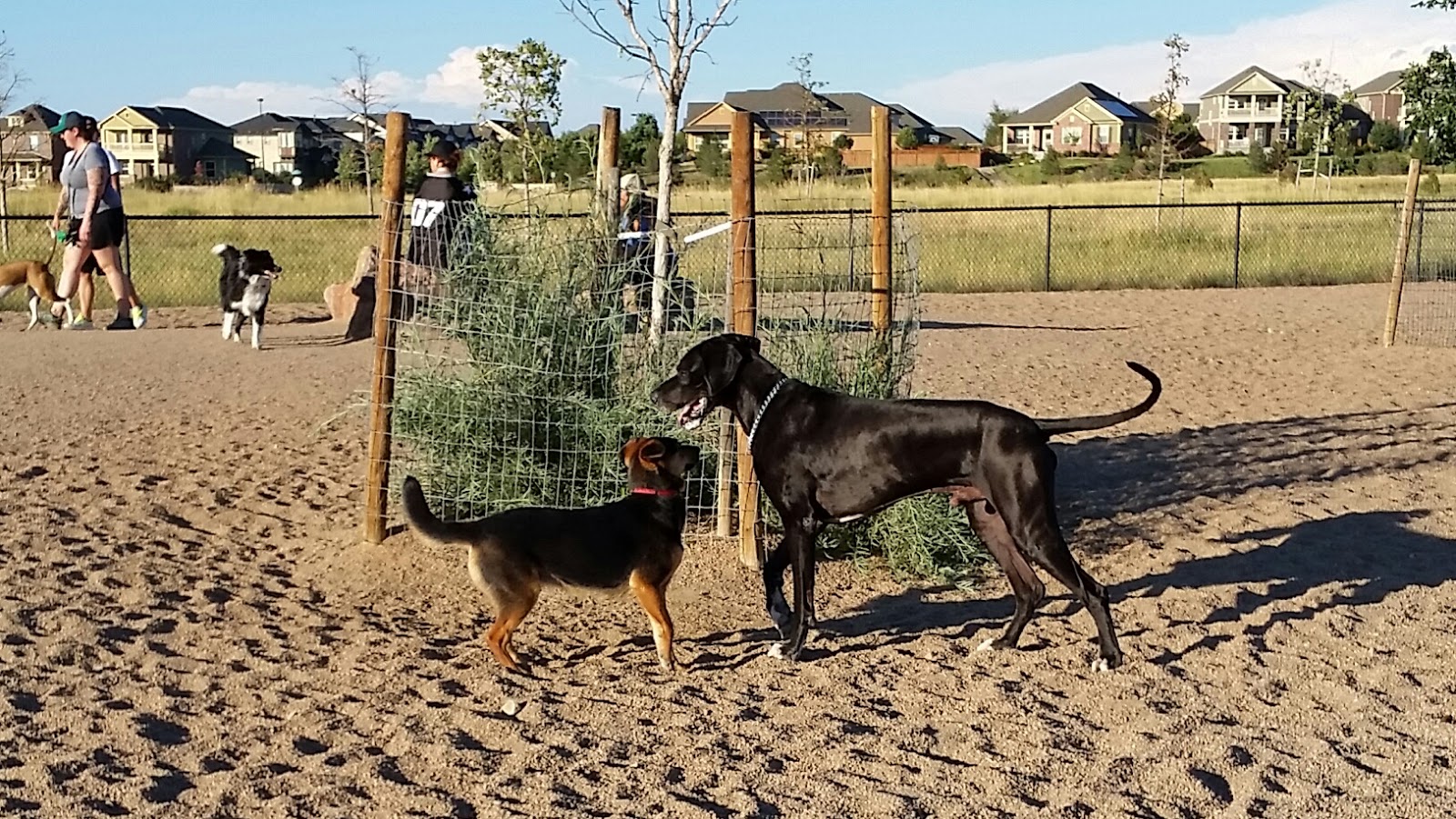 Lowry Dog Park