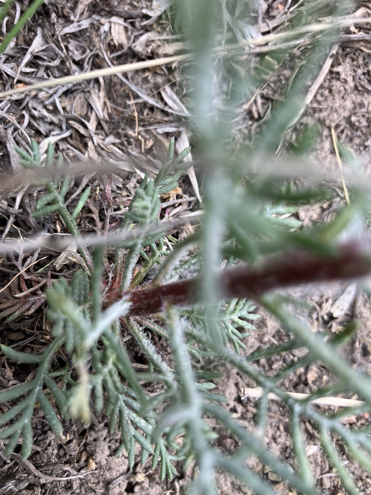 Mcmillan Spring Campground