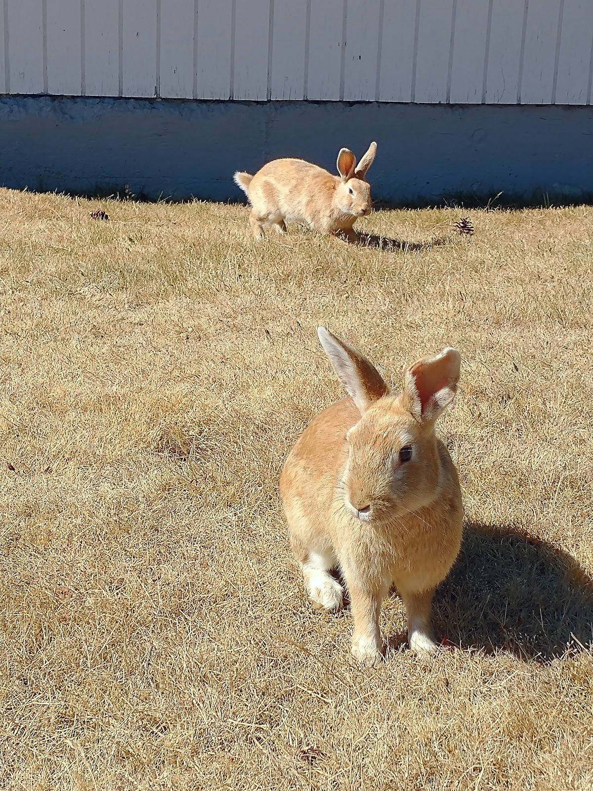 Whidbey Island County Fairgrounds