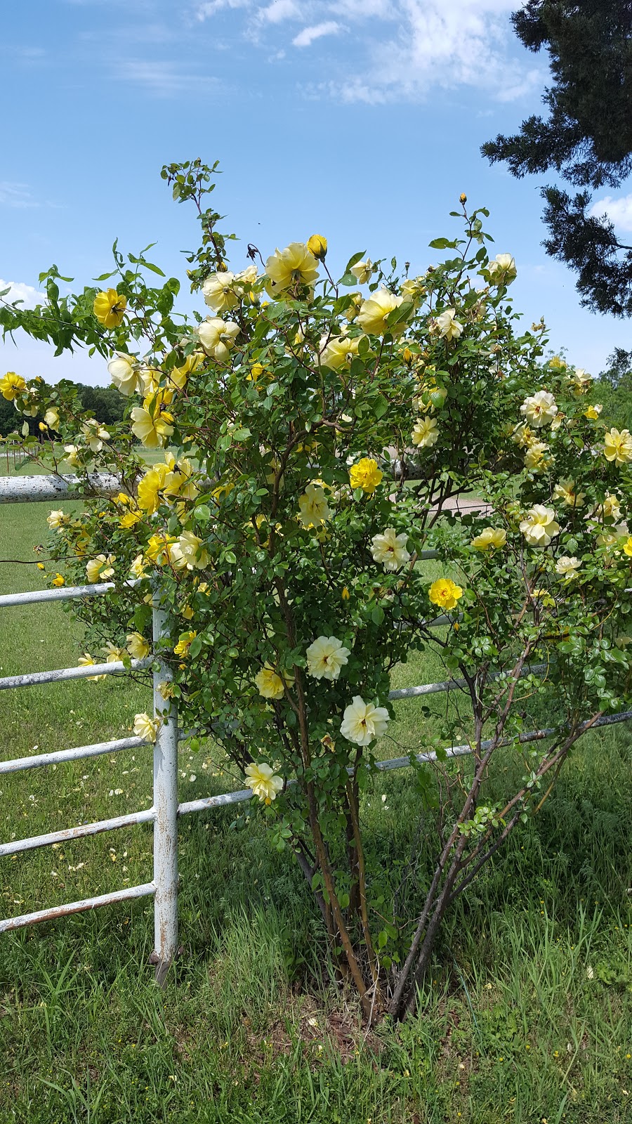 Arrowhead RV-Tiny House Park & Boat Storage