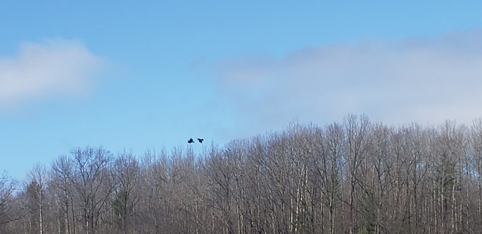 Long Lake Missaukee SF Campground