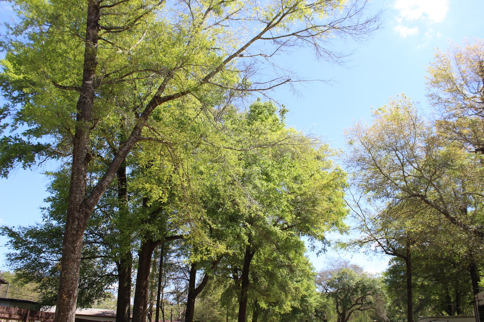 Cedar Pines RV Campground