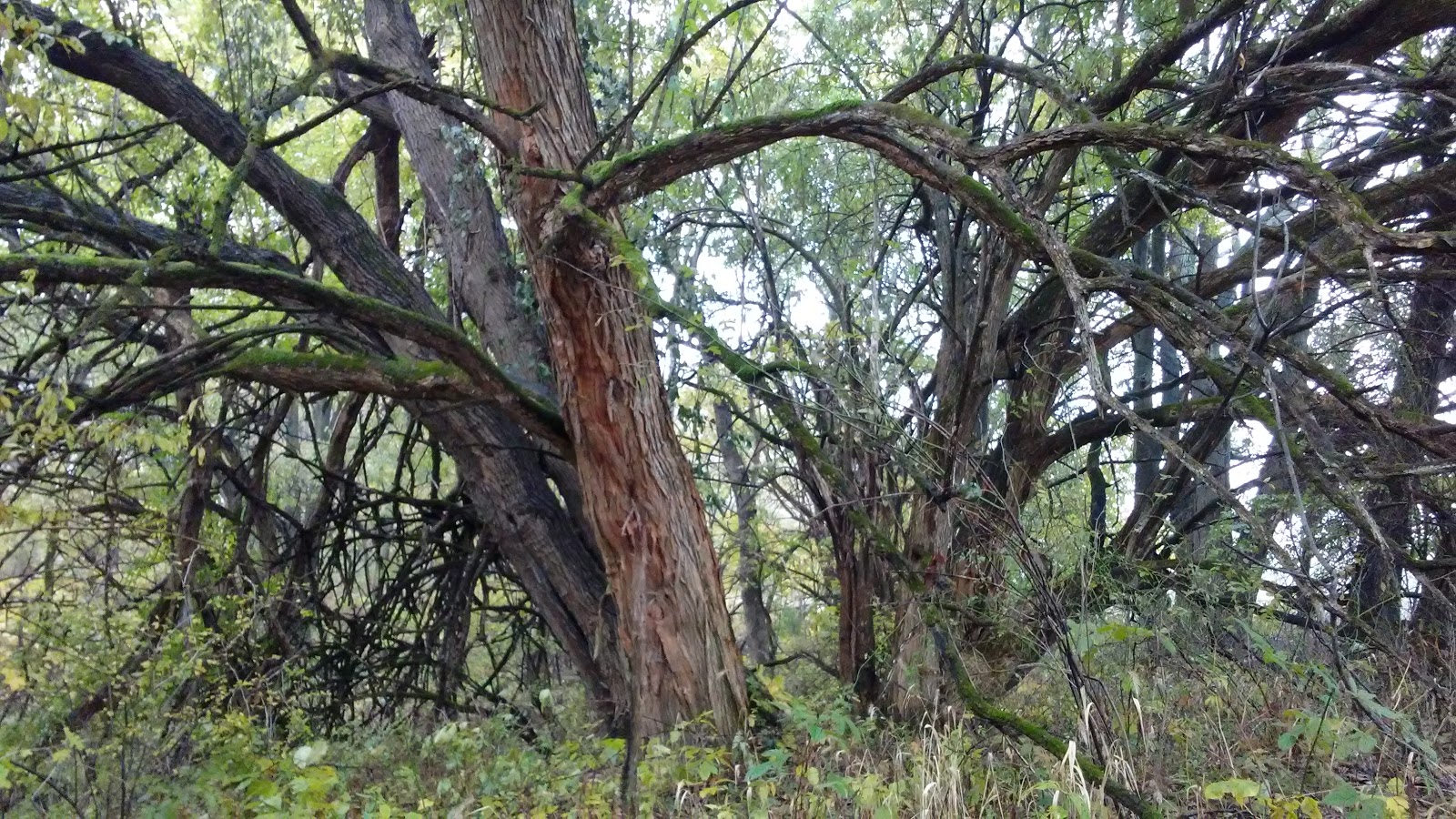 Jim Edgar Panther Creek State Fish and Wildlife Area
