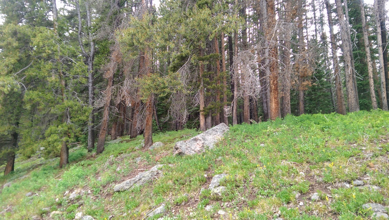 Camp Hale East Fork Group Campground