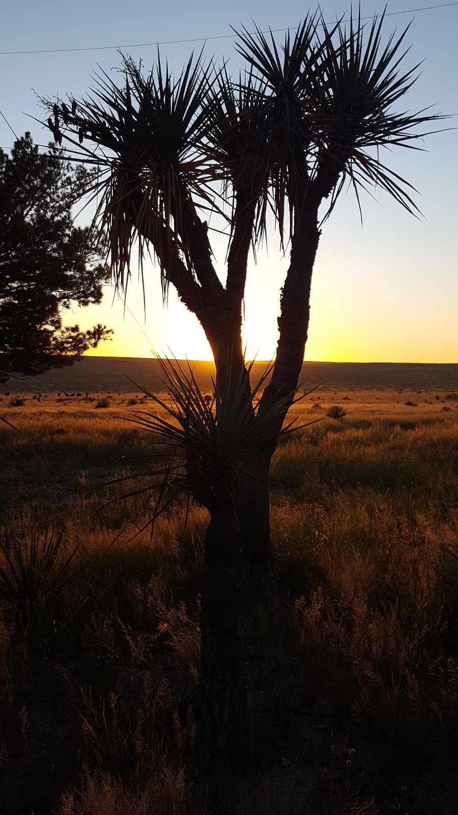 Apache Pines RV Park