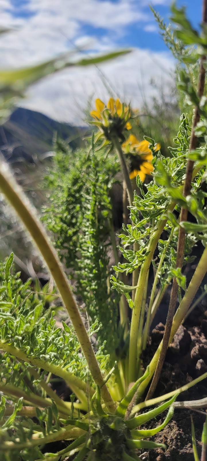 Chukar Park Campground