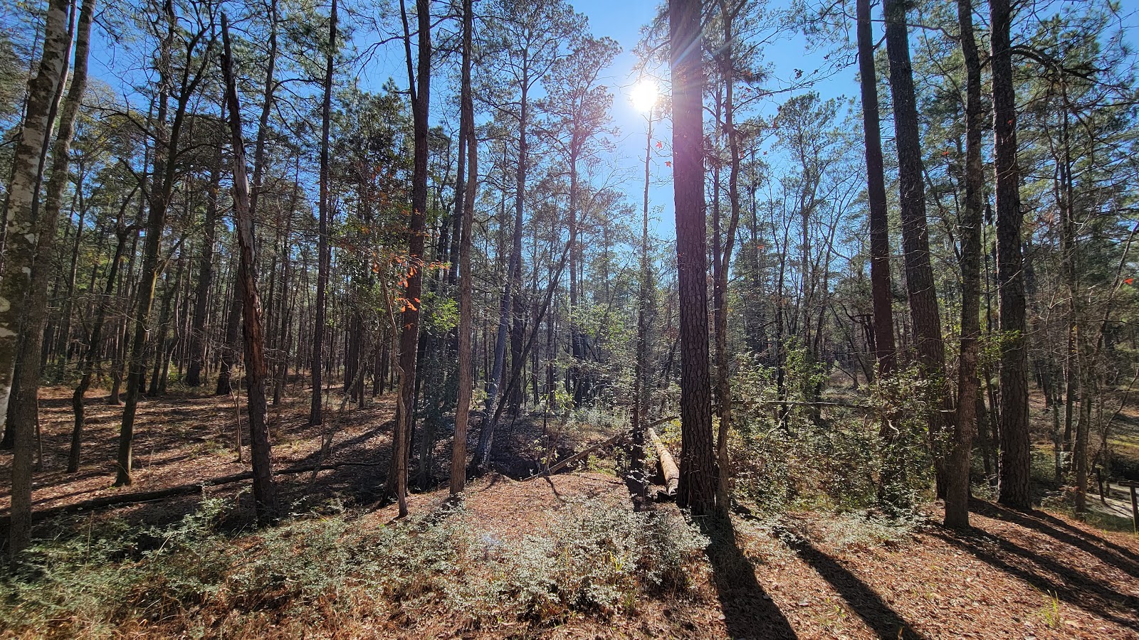 Boykin Springs NF Campground