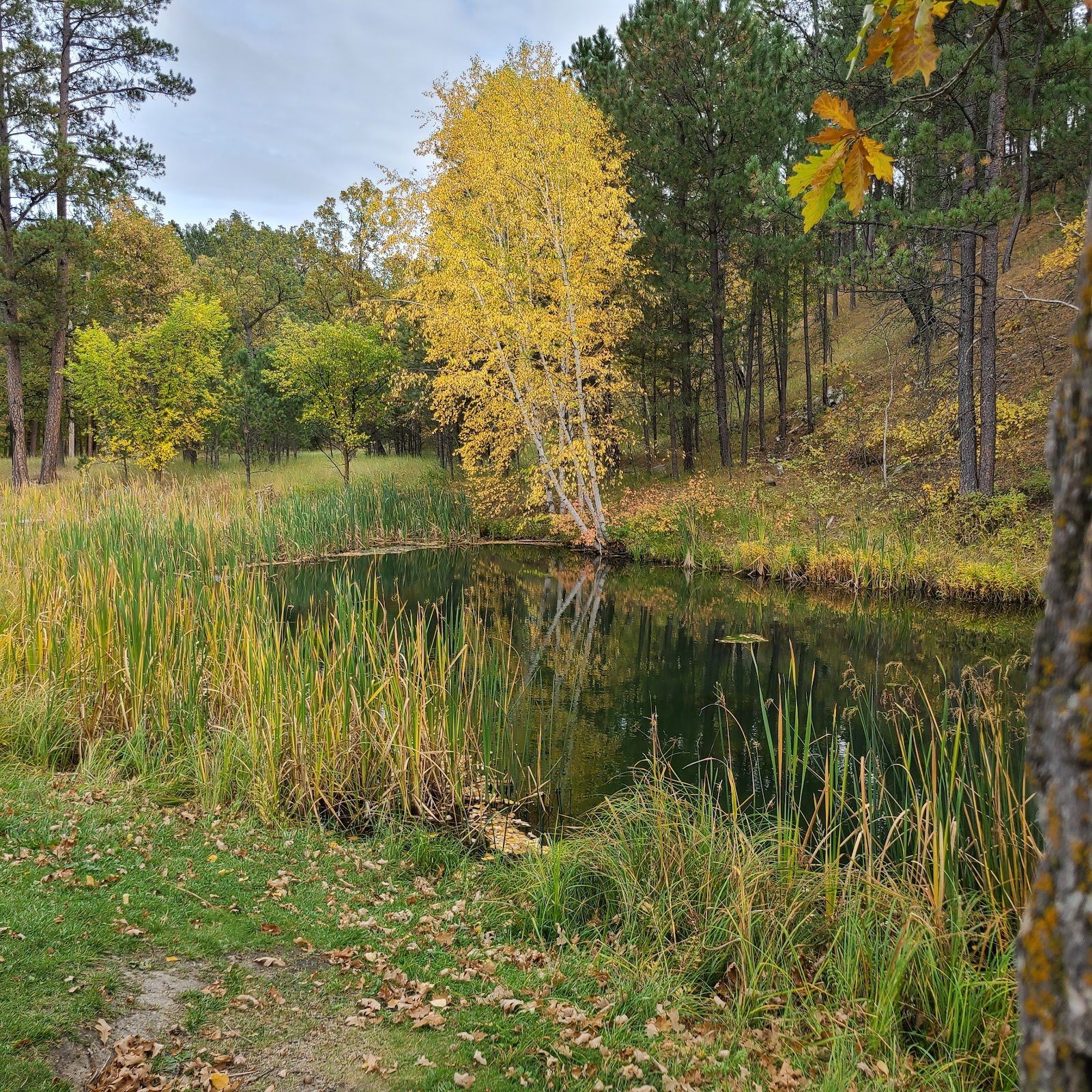 Custer State Park Grace Coolidge Campground