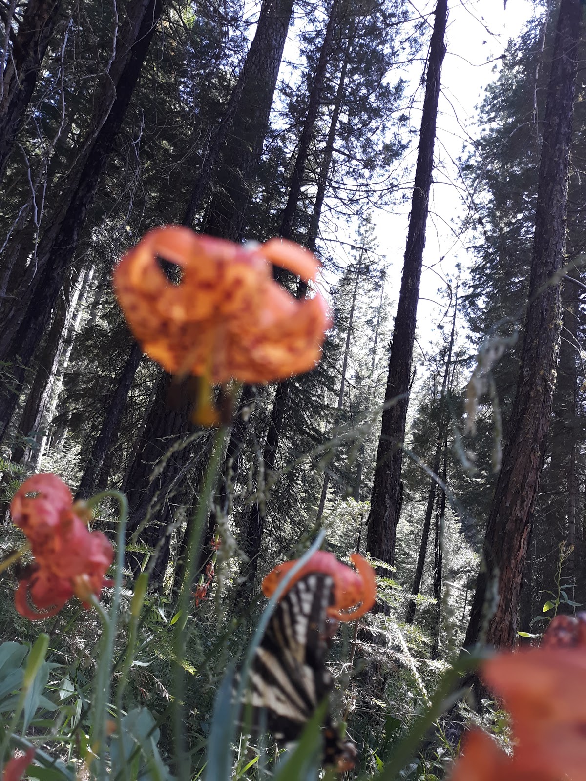 Upper Rush Creek Campground